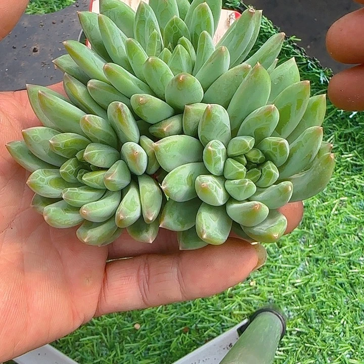 水晶萝莉014多肉植物