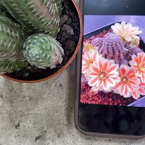 多头胡萝卜仙人球，26899