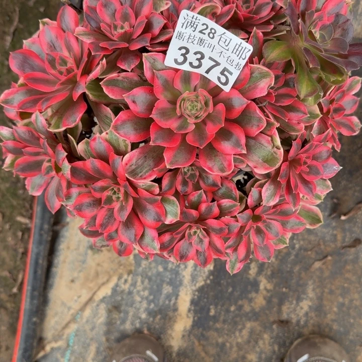 3375女妖多肉植物