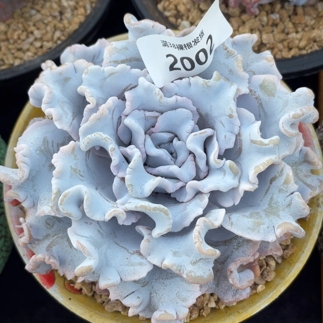 2002白饺子皮单头多肉植物