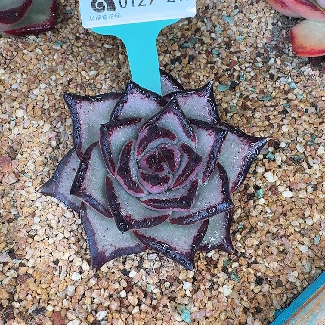 从前慢花园多肉0129-219