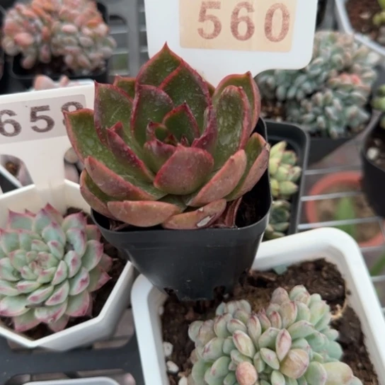 560红灯一物一拍多肉