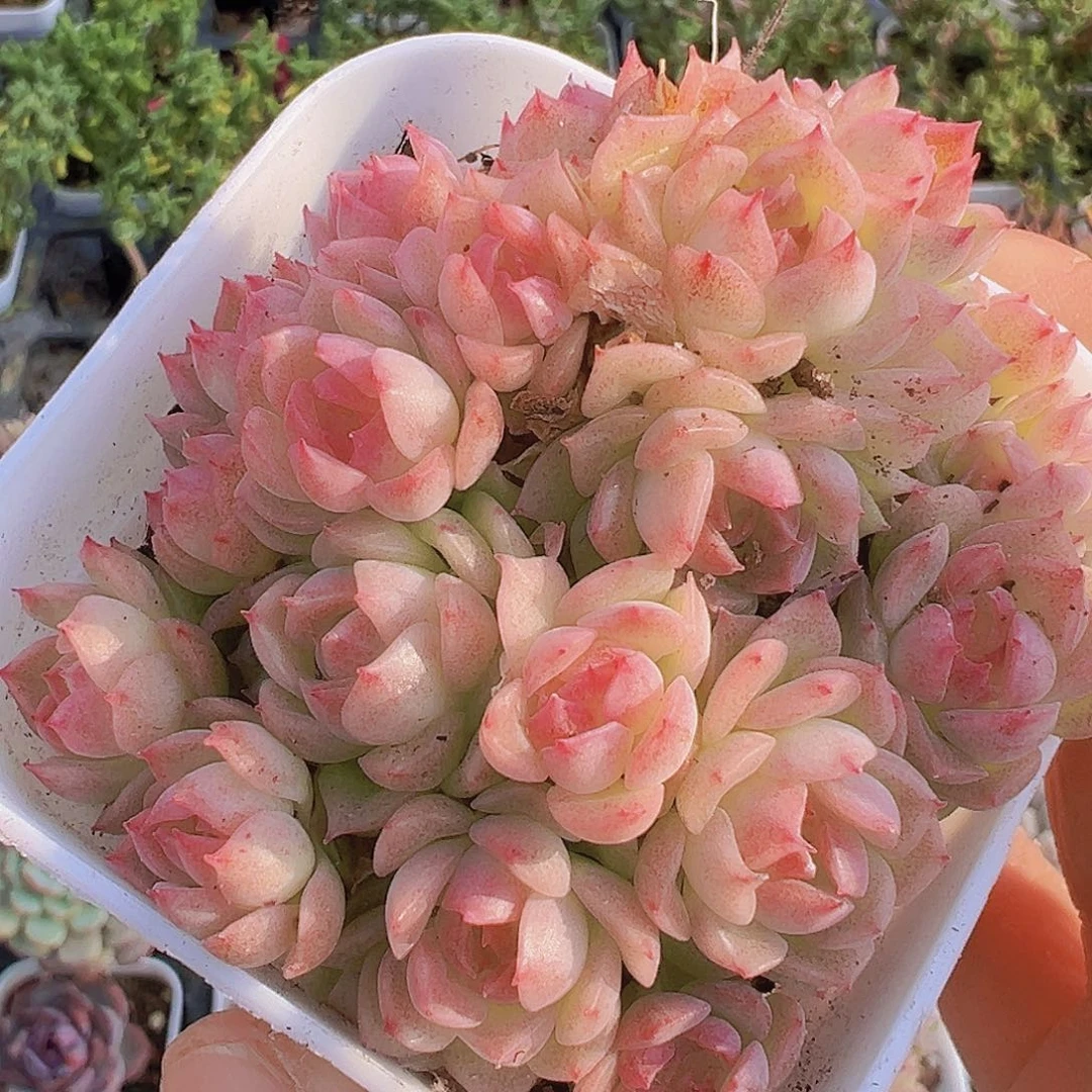 粉麦秆超多头群19包邮多肉