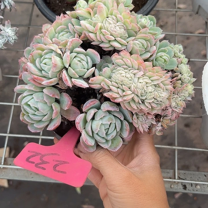 晨语多肉，一物一拍232