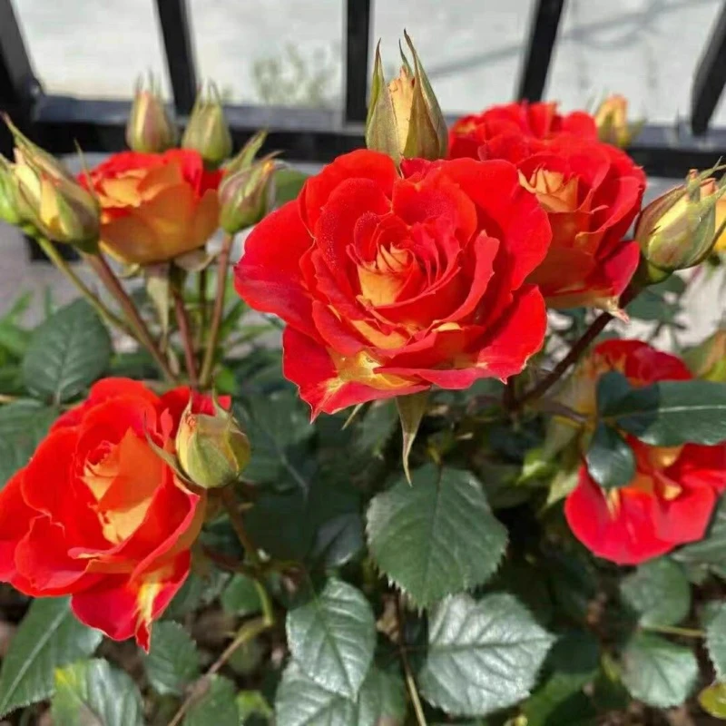 双鱼座微型月季花苗星座阳台庭院多花植物内外瓣四季开花玫瑰花卉