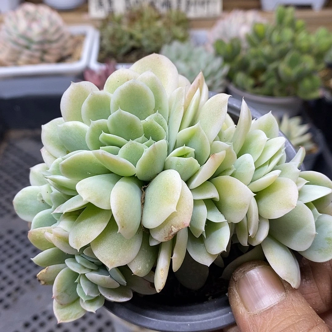 0457 小白龙覆轮锦缀