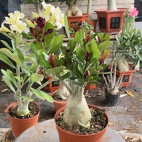 【闪购商品】幸****?绿植