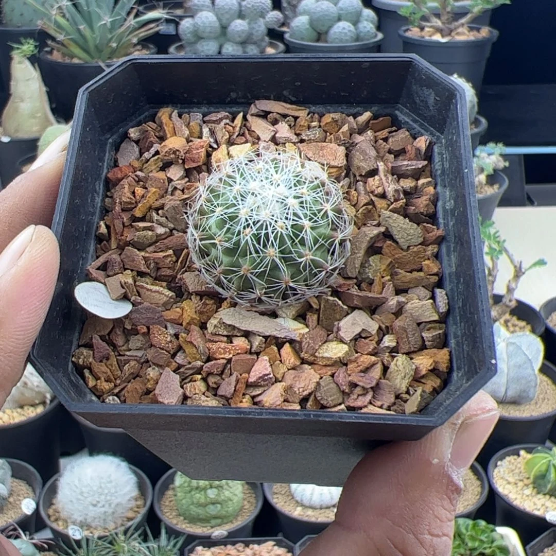 天照丸实生一物一拍不包邮