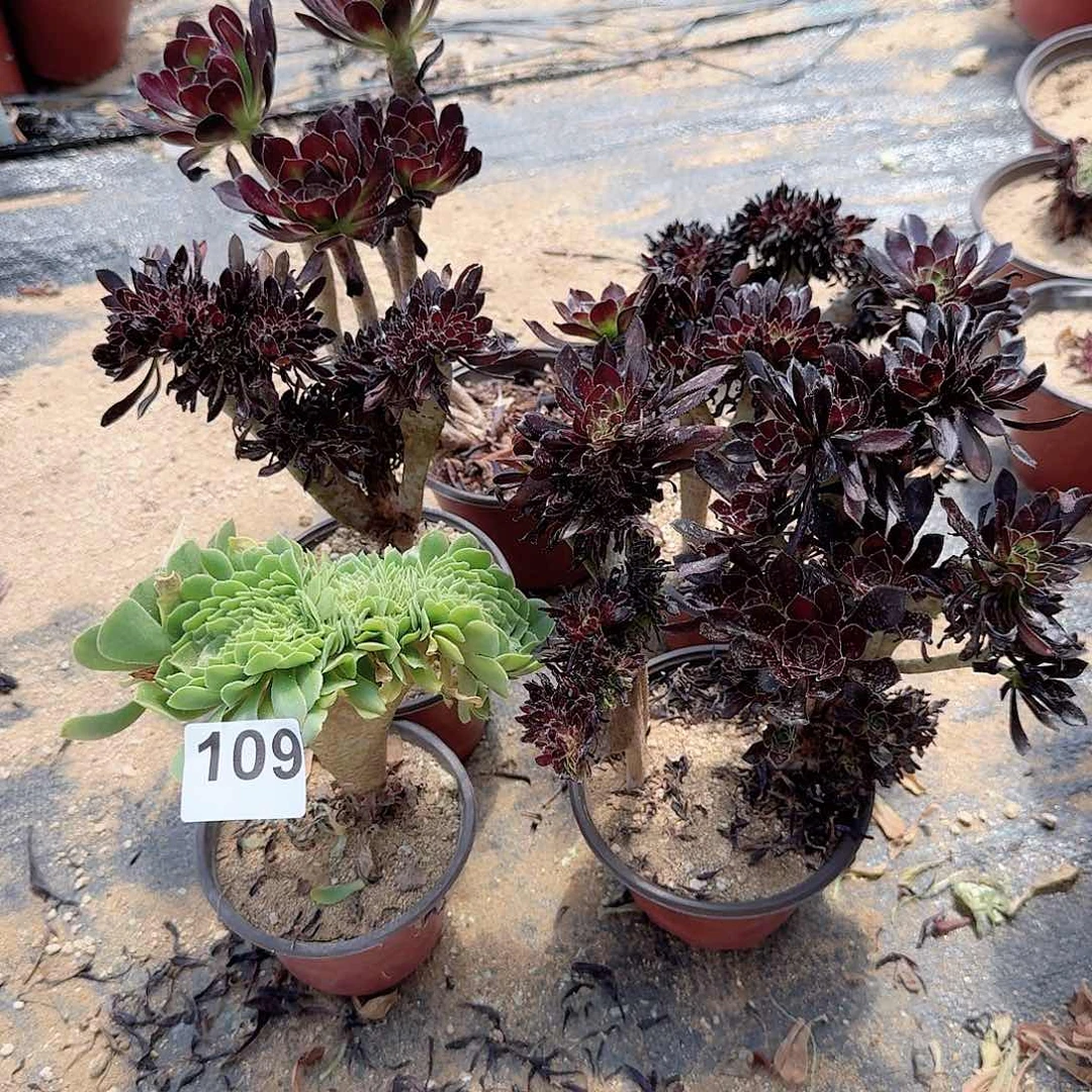 109黑法师绿缀有伤共10颗