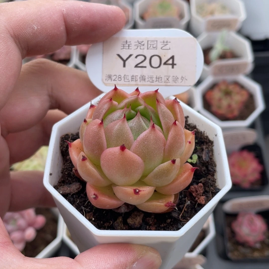 青椒0204-4.5厘米