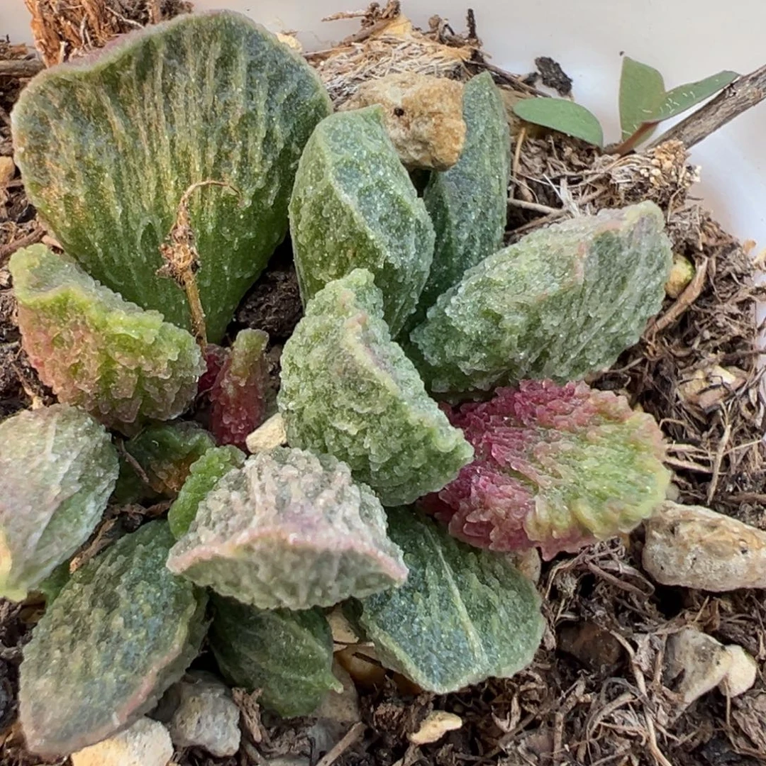 大鱼海棠带倒刺多肉植物