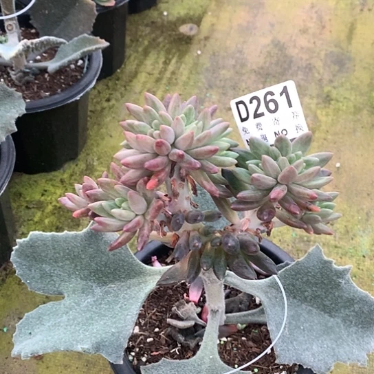 水晶球缀化261 亏本处理退款拉黑7-8天发货