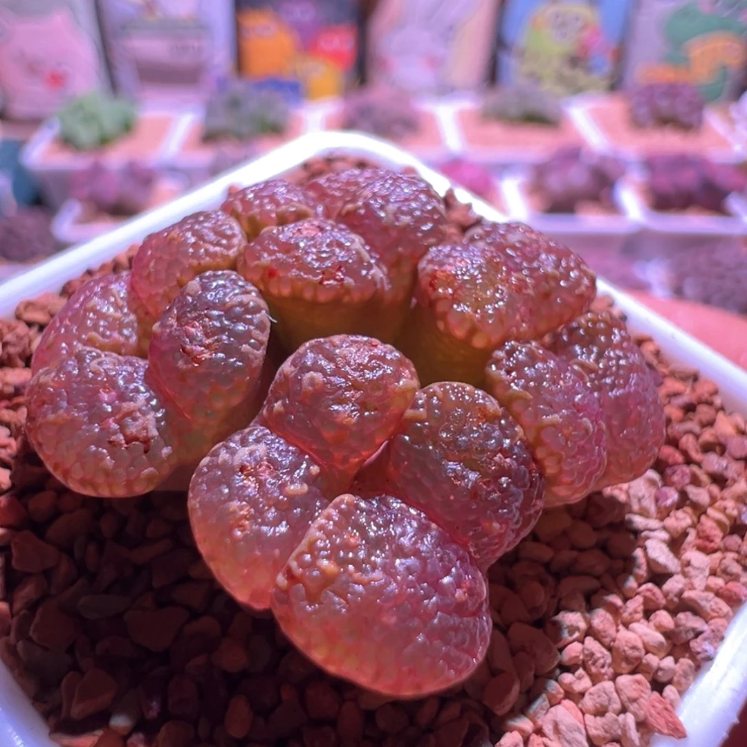 0589，韩系泡泡勋章，8头群