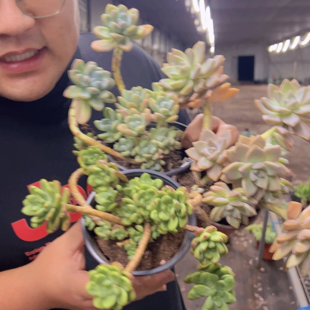 香格里拉，淡雪，棒棒糖各一，120杯