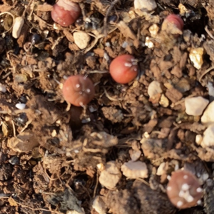 小颗实生兜一颗。