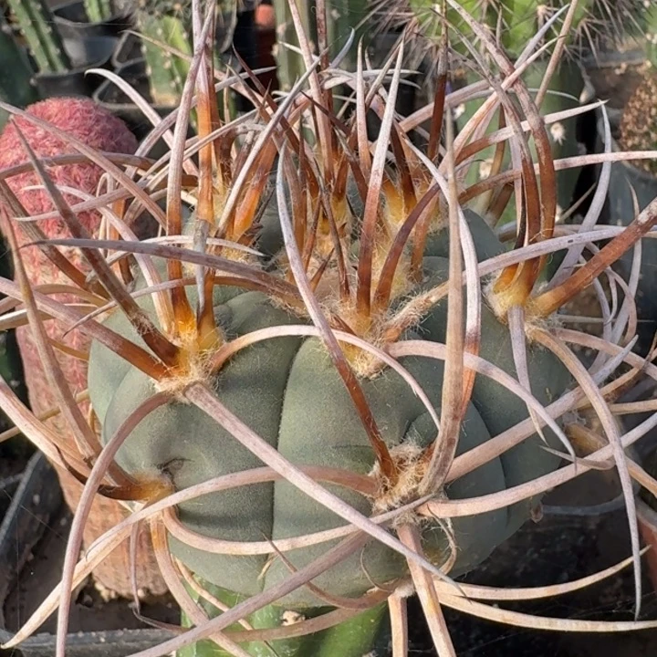 超刺光琳3333333333