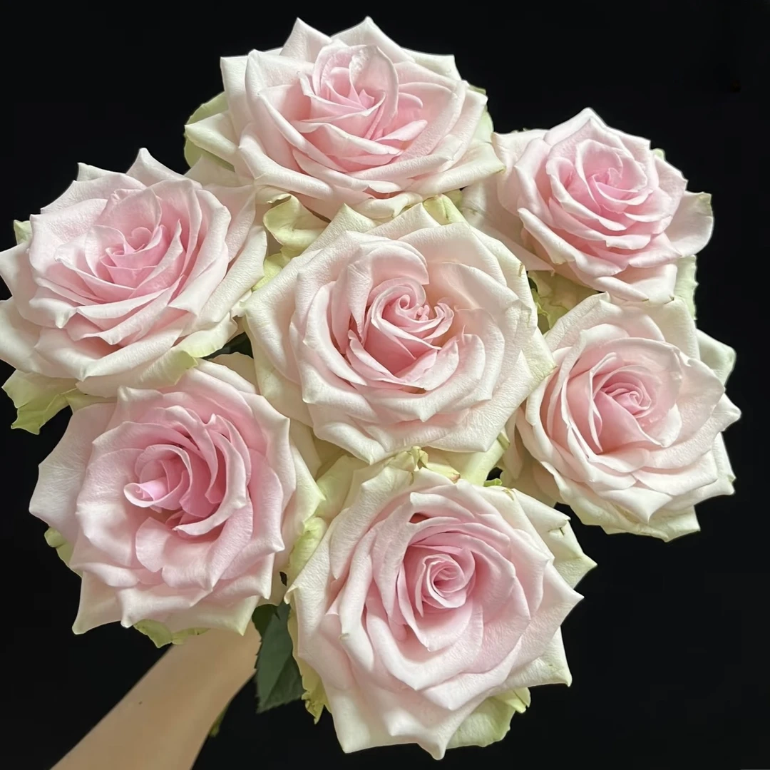 【方德】维纳斯20支玫瑰【1单包邮】鲜花