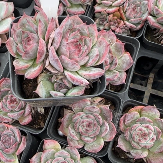 86惊鸿娃娃一物一拍多肉