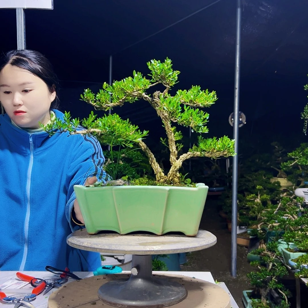 无花朵黄杨木