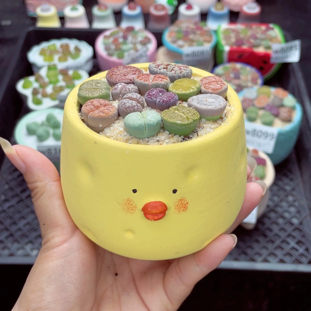 w8105 带盆土发货一物一拍