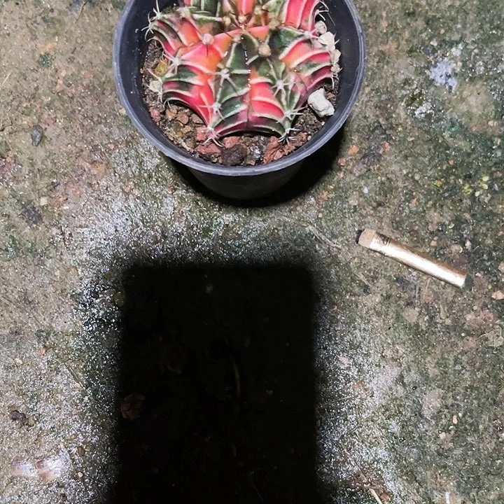 仙人球好好看好漂亮45
