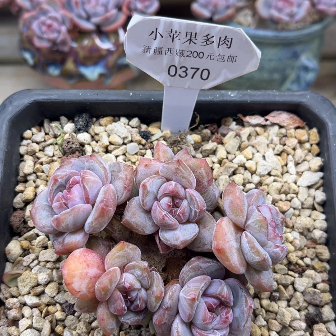 绿底紫心370/9cm7头有砍