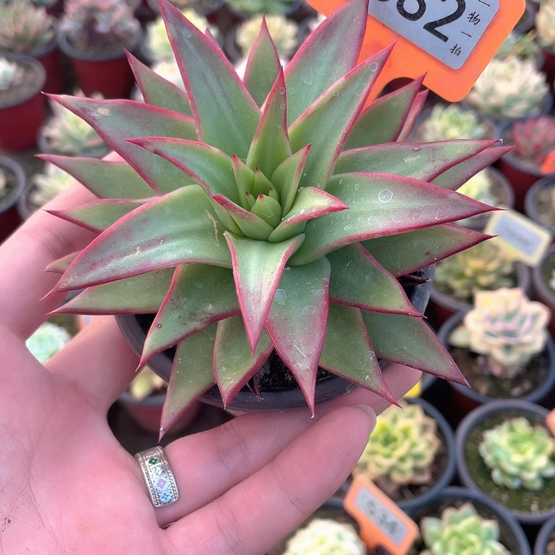 岩浆锦582号多肉植物