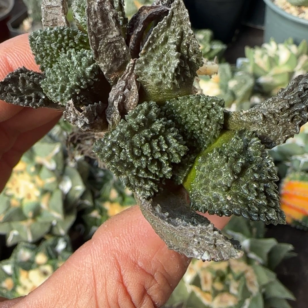 【闪购商品】萝卜根超大尤基因双头