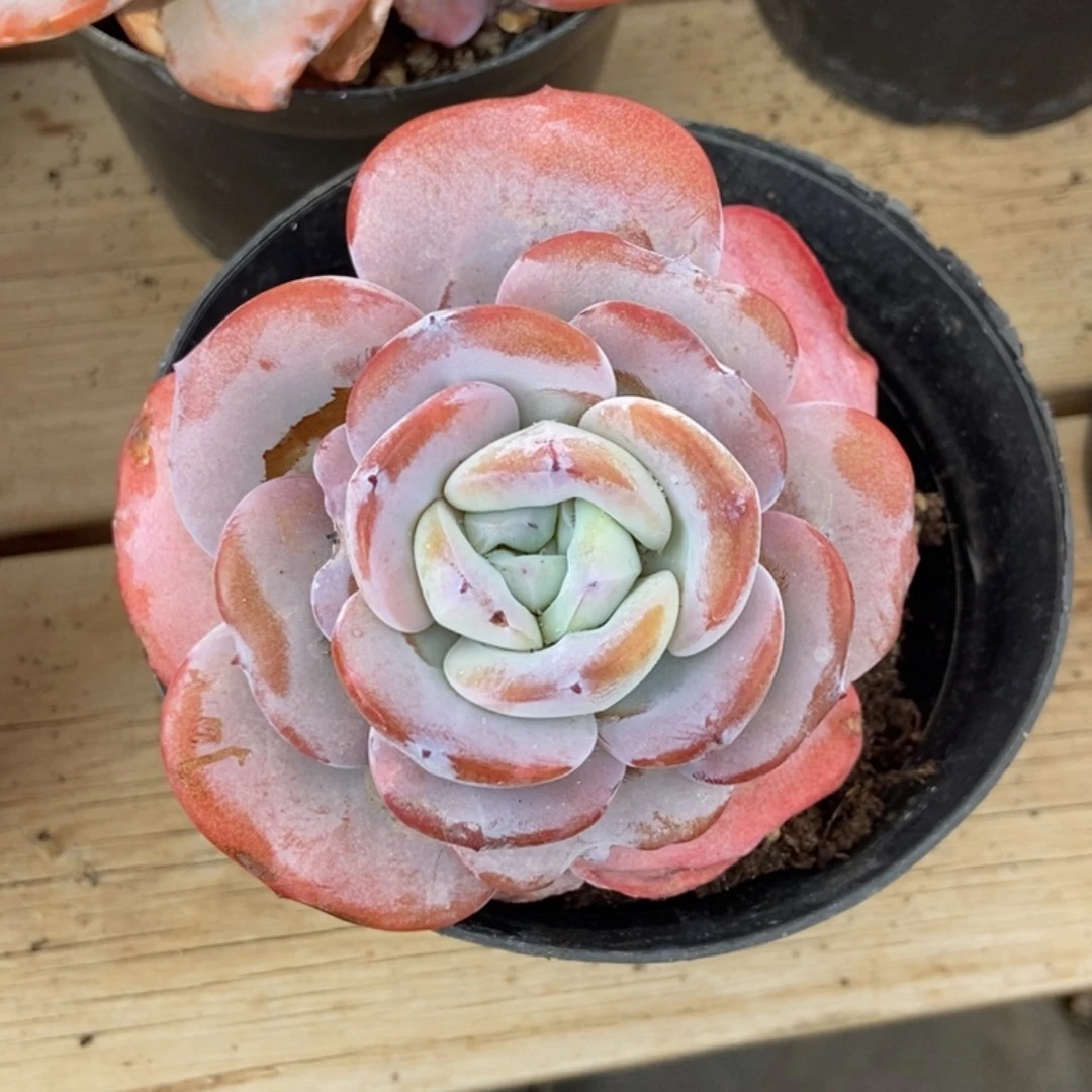 奶茶单头胖体肥圆