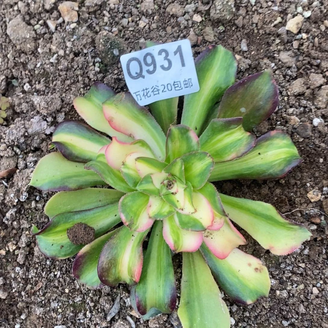 931绍修七彩多肉植物