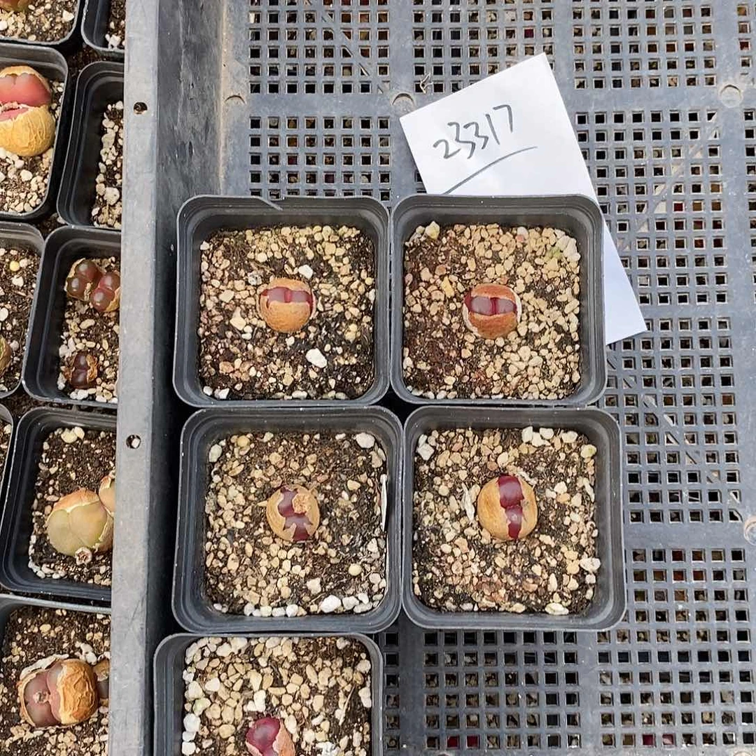 ****-23317。  一组脱土。