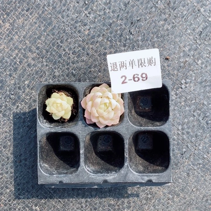 向*?2-69多肉多肉多肉多肉多肉多肉