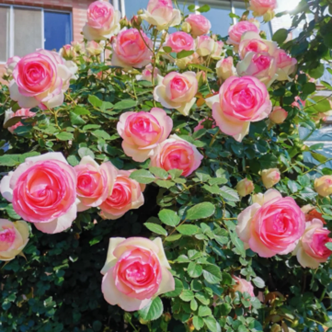 《中通包邮》粉色龙沙宝石爬藤月季大花浓香耐寒耐晒花卉