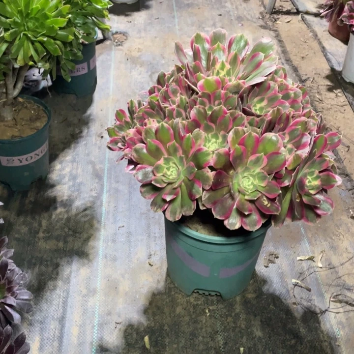 68粉女郎多肉植物多肉