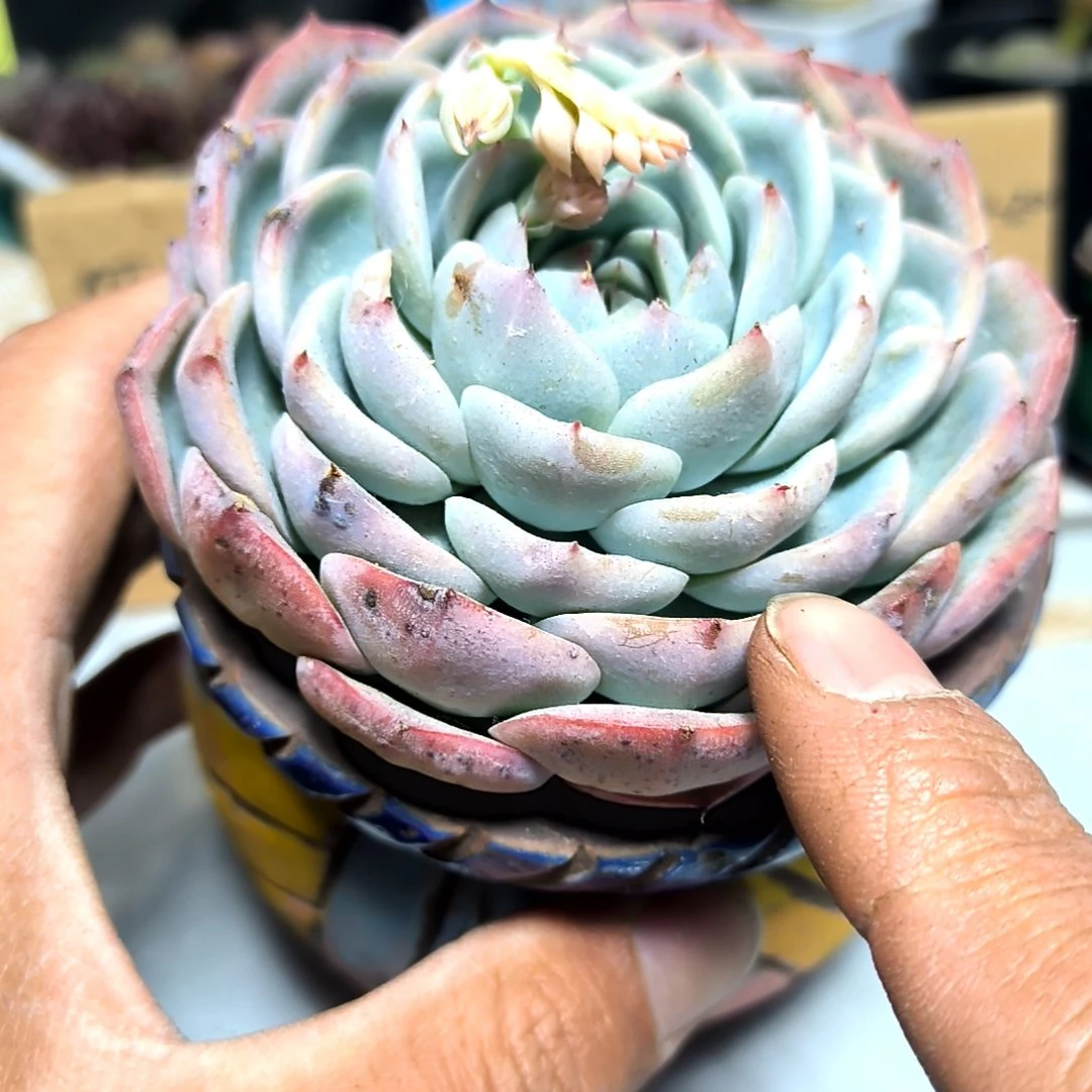 满6元包邮，大颗包子粉水锦，注意