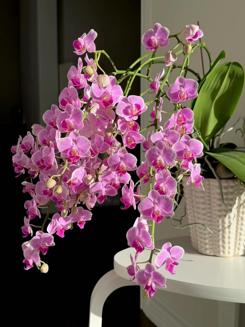 【流星雨2花剑】蝴蝶兰开花巨好看花量多