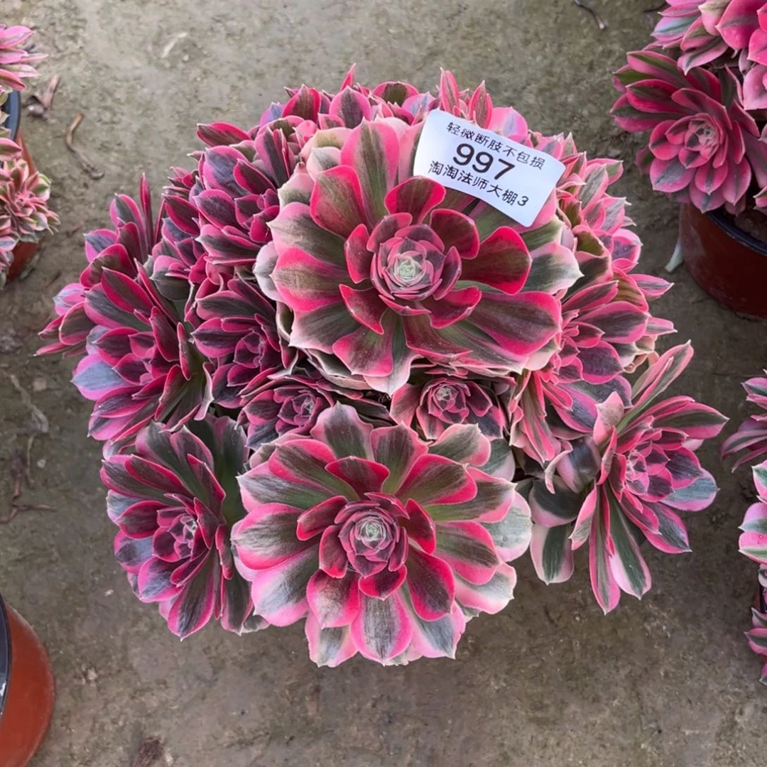 997粉女郎多肉植物