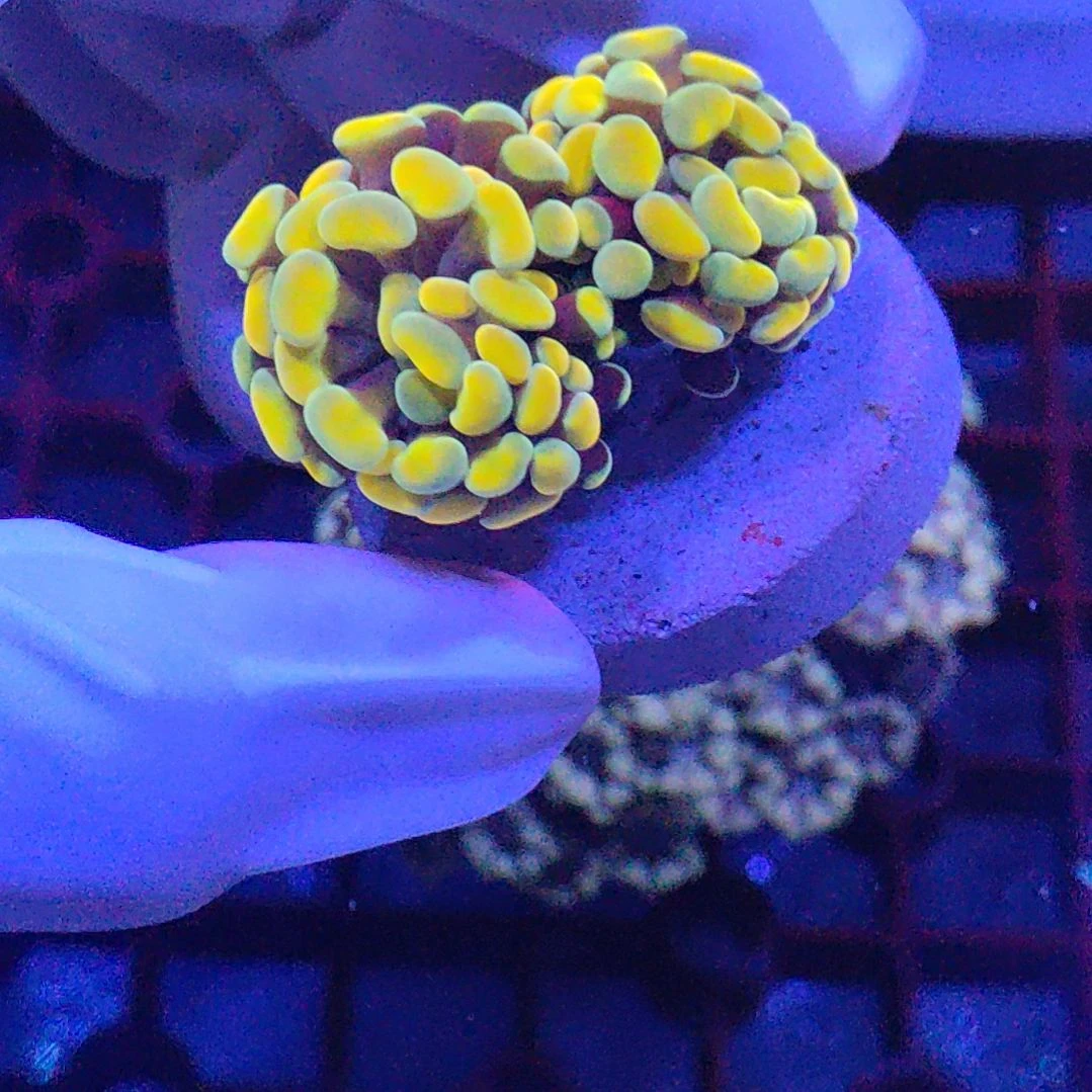 智海珊瑚不支持退货不包邮接受下单