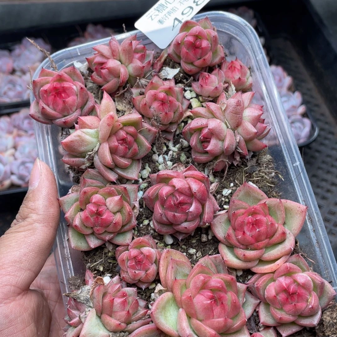 云糖心多肉植物498