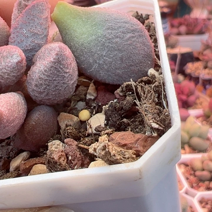 ࿐****可以吗你说呢是我想