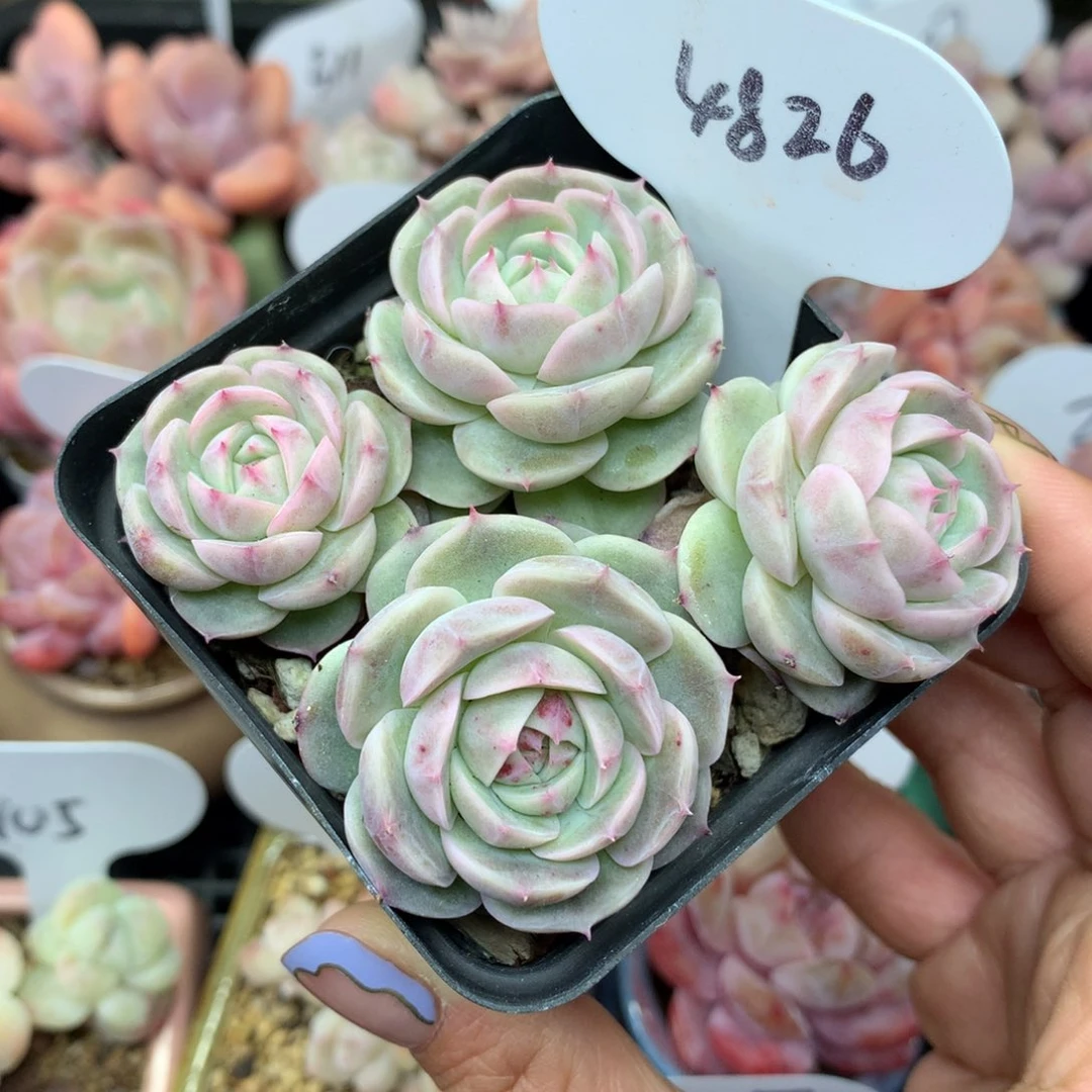 白芷珍妮4头群4826