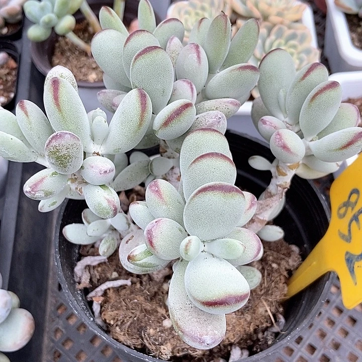 多肉植物乒乓锦852多肉