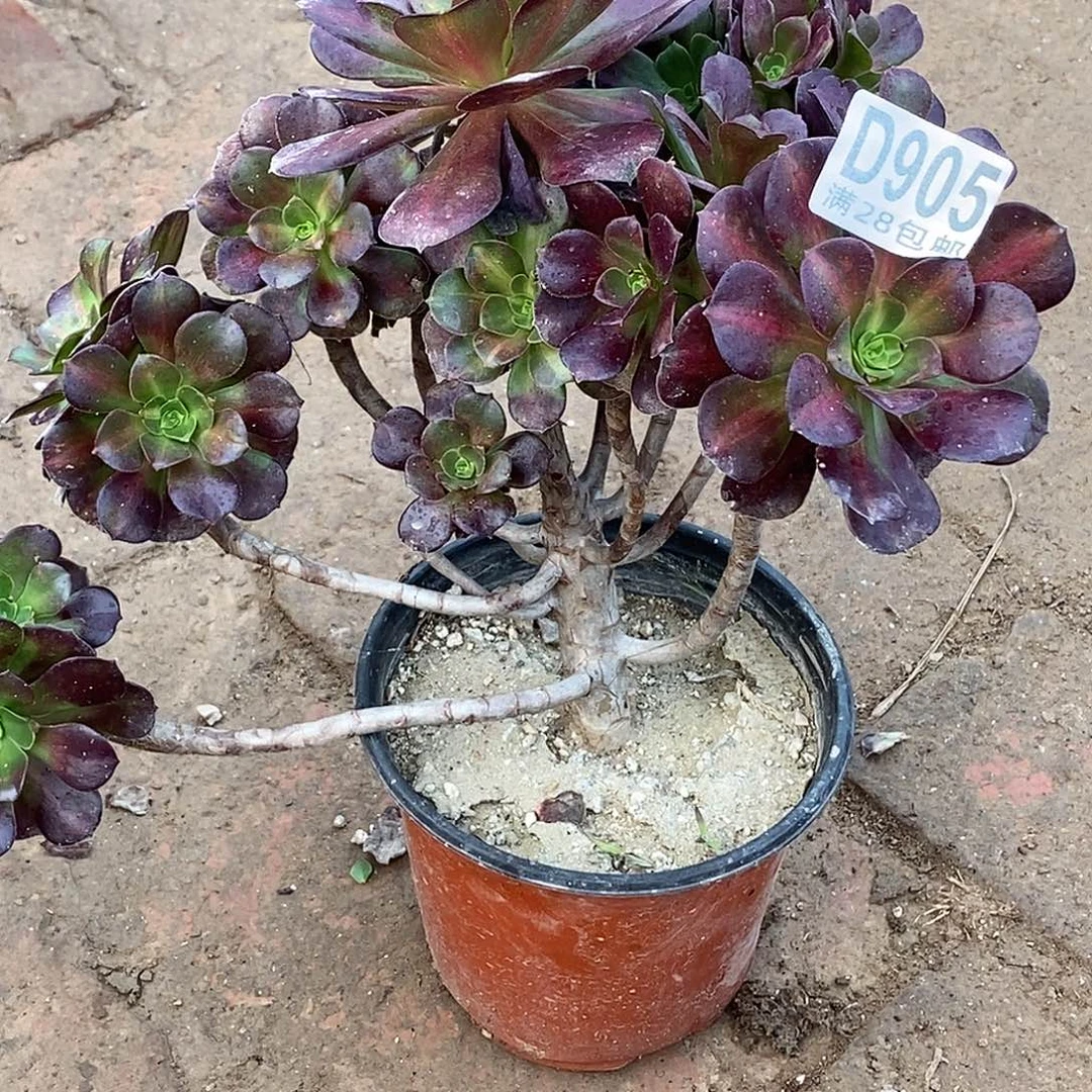 905花纳 多肉植物无售后