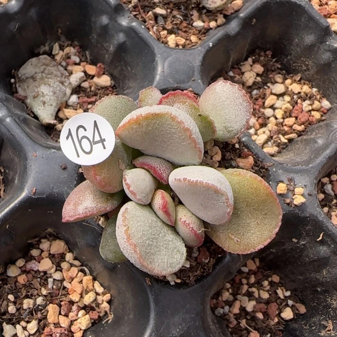 银霜磨砂蛋多肉植物164