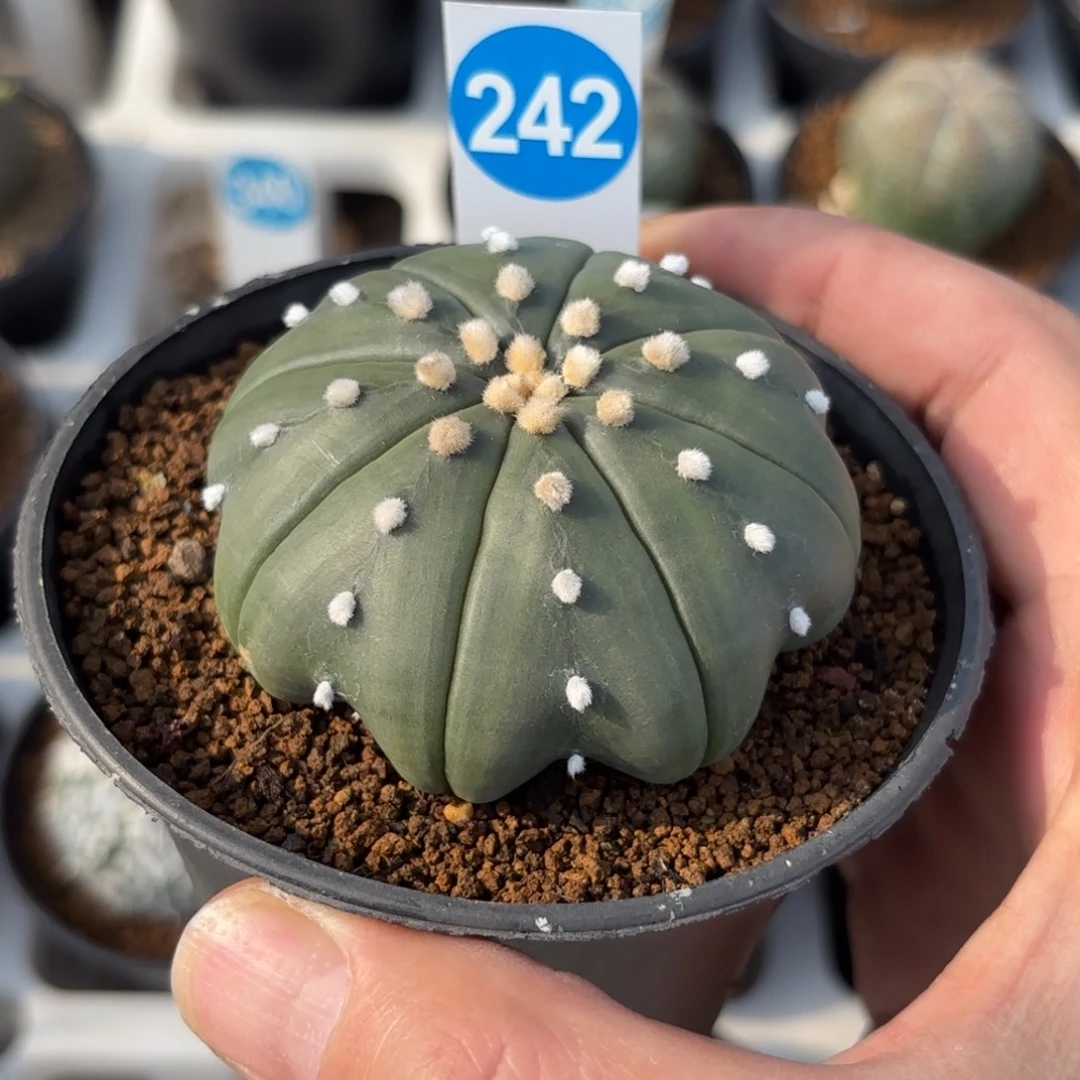 242实生琉璃海星兜带盆带土