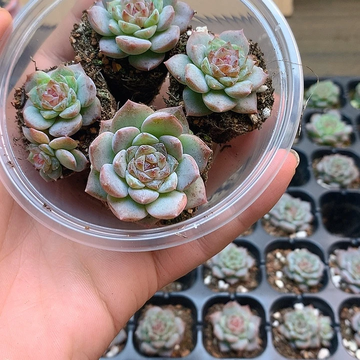 云岚多肉植物多肉植物