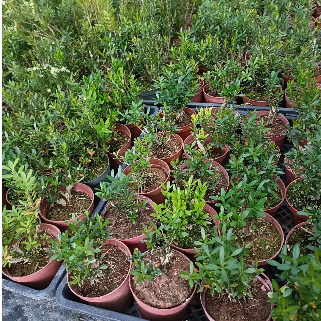 盆景绿植一物一拍