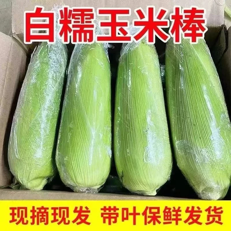 【现摘现发】新鲜白糯玉米带皮发货9斤香甜粘糯带壳发货农家糯玉米A