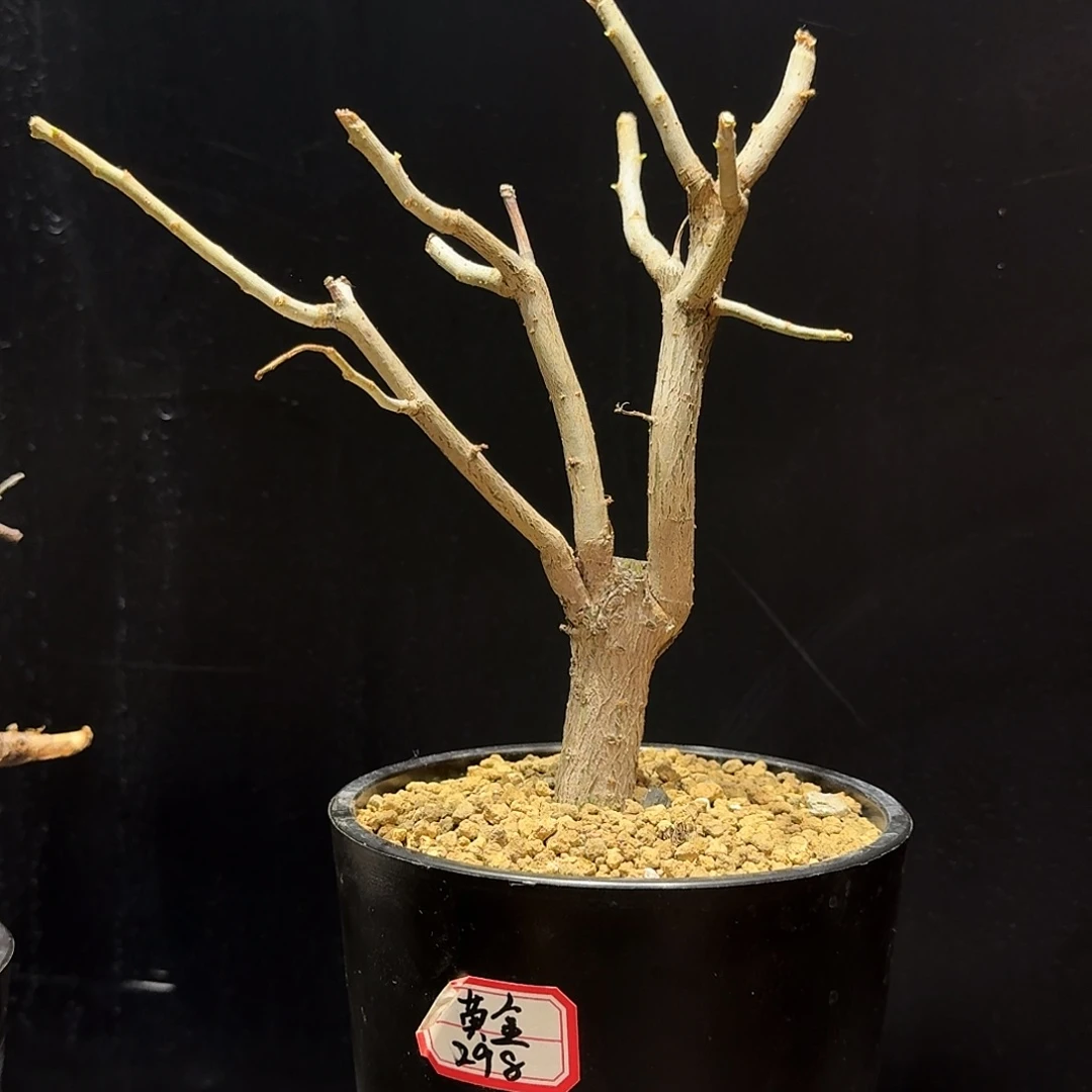 黄金橄榄带盆发货