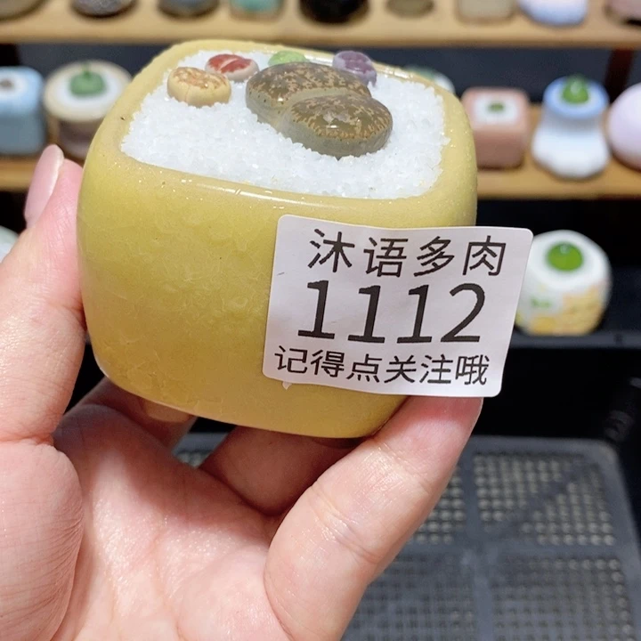 带盆土植物 精美盆栽1112